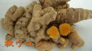 沖縄産　生ウコン（秋）