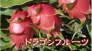沖縄産　ドラゴンフルーツ