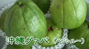 沖縄産　グァバ