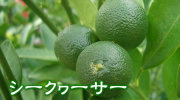 沖縄産　シークヮーサー
