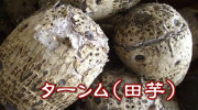 沖縄産　田芋（ターンム）