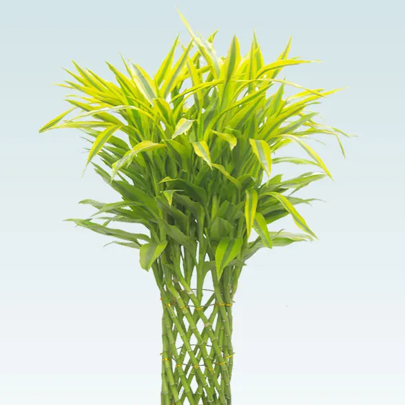 ミリオンバンブー(籐かご付、ダークブラウン色)　Lサイズ２