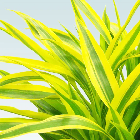 ミリオンバンブー(籐かご付、ダークブラウン色)　Lサイズ３