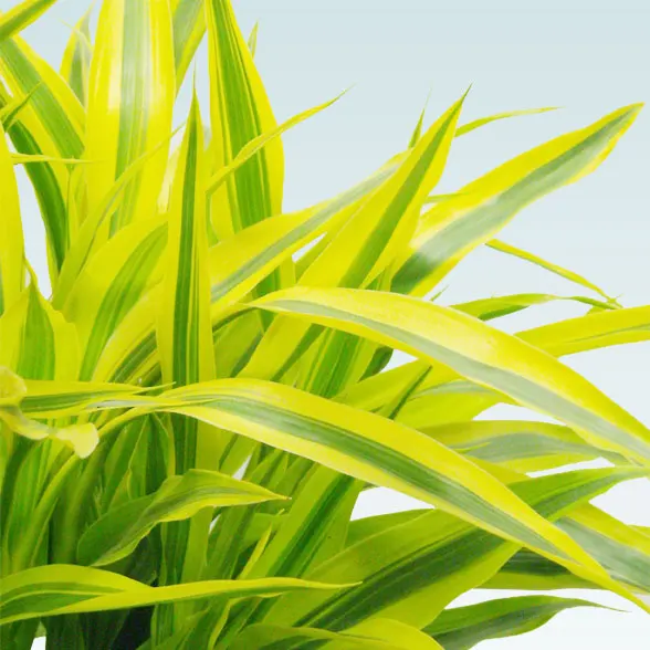 ミリオンバンブー(籐かご付、ダークブラウン色)　Lサイズ５