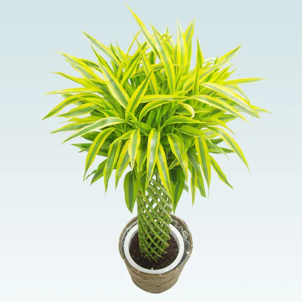 ミリオンバンブー(籐かご付、ダークブラウン色)　Lサイズ６