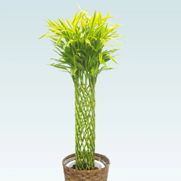 ミリオンバンブー(籐かご付、ダークブラウン色)　Lサイズ７