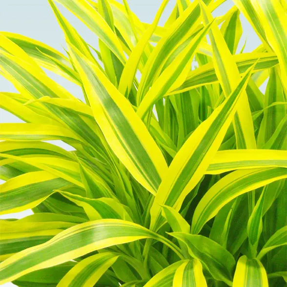 ミリオンバンブー(籐かご付、ダークブラウン色)　Lサイズ８