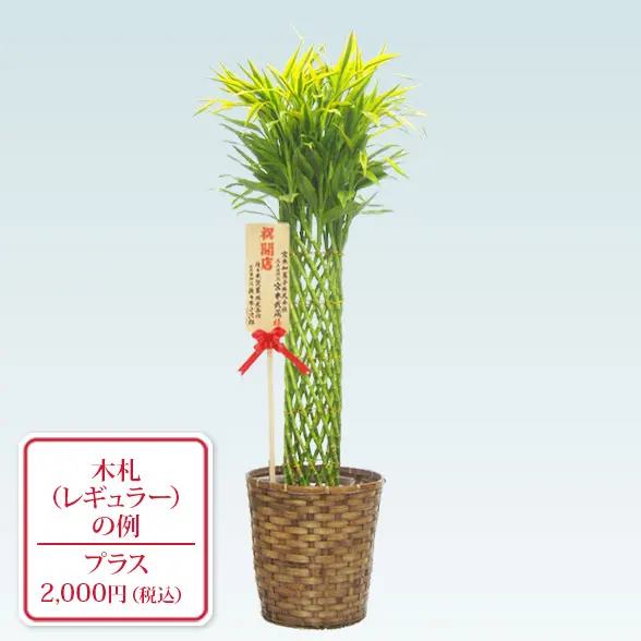 ミリオンバンブー(籐かご付、ダークブラウン色)　Lサイズ９