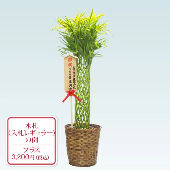 ミリオンバンブー(籐かご付、ダークブラウン色)　Lサイズ１０