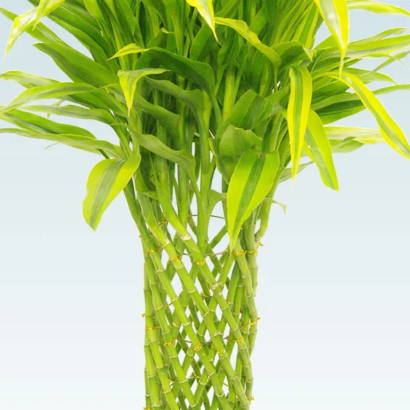 ミリオンバンブー(籐かご付、ダークブラウン色)　Lサイズ１１