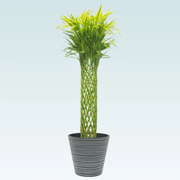 ミリオンバンブー(エコフレンドリーポット付)　Lサイズ1