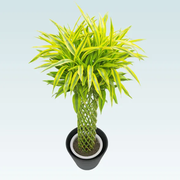 ミリオンバンブー(エコフレンドリーポット付)　Lサイズ6