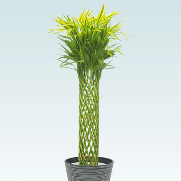 ミリオンバンブー(エコフレンドリーポット付)　Lサイズ7