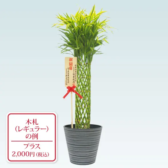 ミリオンバンブー(エコフレンドリーポット付)　Lサイズ9