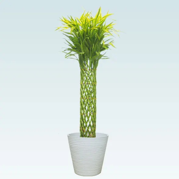 ミリオンバンブー(エコフレンドリーポット付)　Lサイズ81