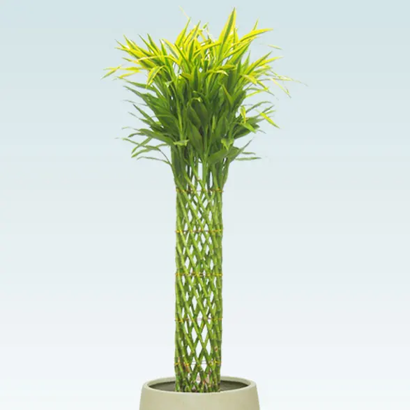 ミリオンバンブー(バルーン型、グラスファイバー製鉢カバー付)　7