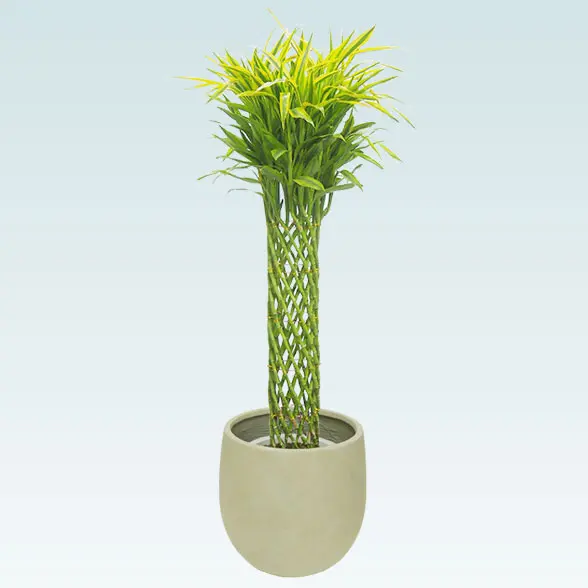 ミリオンバンブー(バルーン型、グラスファイバー製鉢カバー付)　Lサイズ20