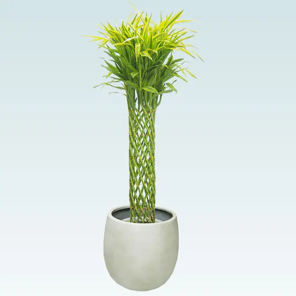 ミリオンバンブー(バルーン型、グラスファイバー製鉢カバー付)　Lサイズ20TERA