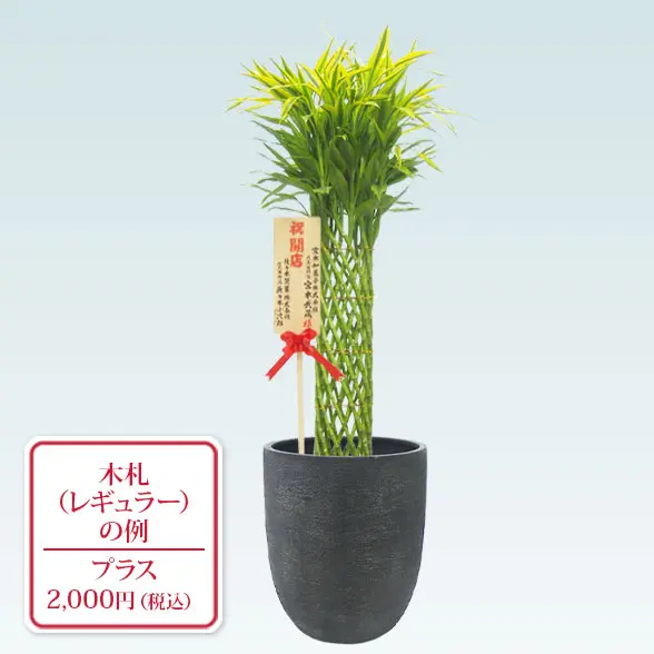 ミリオンバンブー(エッグポット型、グラスファイバー製鉢カバー付)　Lサイズ レギュラー札付き