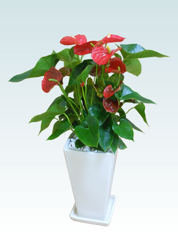 赤い陶器の花瓶 中型 赤い陶器の花瓶 中型