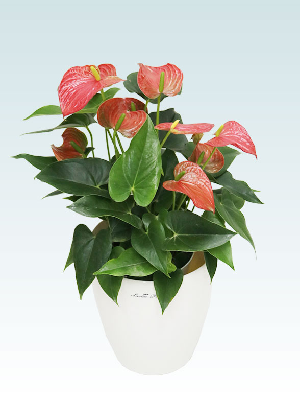 アンスリウム 赤色(ラスターポット付) Sサイズ/観葉植物の販売、通販