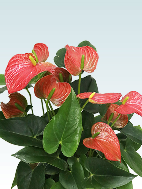 アンスリウム　赤色(ラスターポット付)2