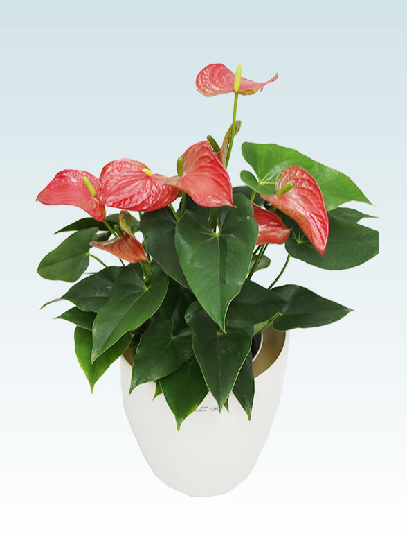 アンスリウム　赤色(ラスターポット付)4