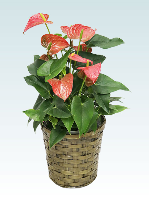 アンスリウム　赤色(籐かご付、ダークブラウン色)６