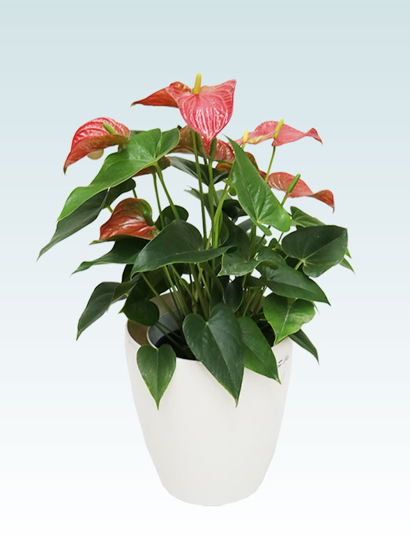 アンスリウム　赤色(ラスターポット付)6