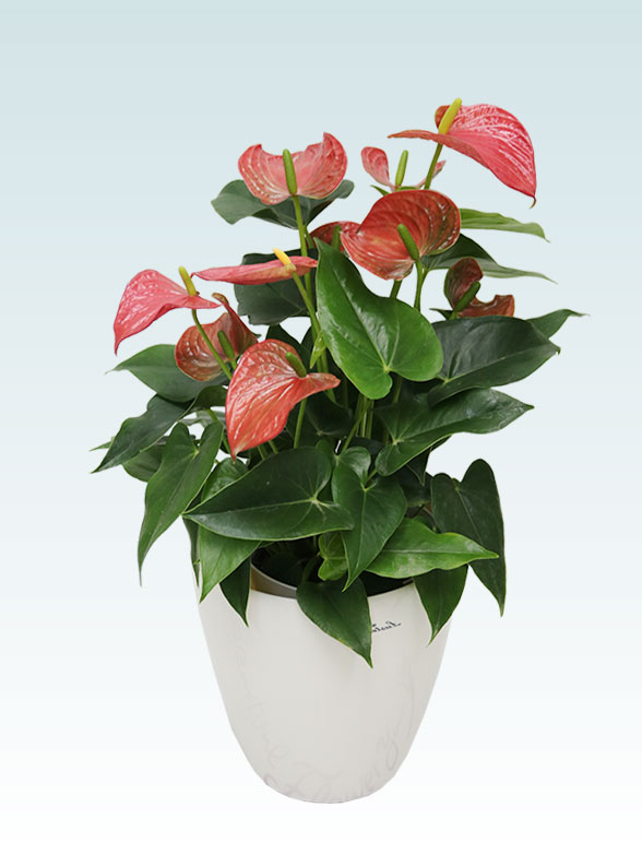 アンスリウム　赤色(ラスターポット付)7