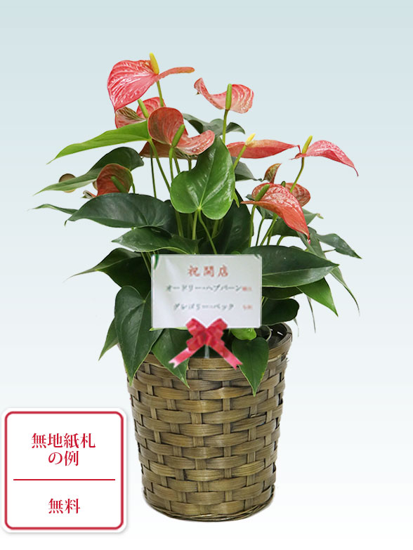 アンスリウム　赤色(籐かご付、ダークブラウン色)９