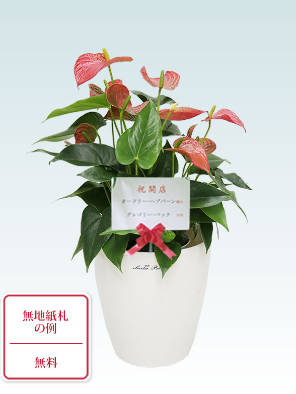 アンスリウム　赤色(ラスターポット付)9