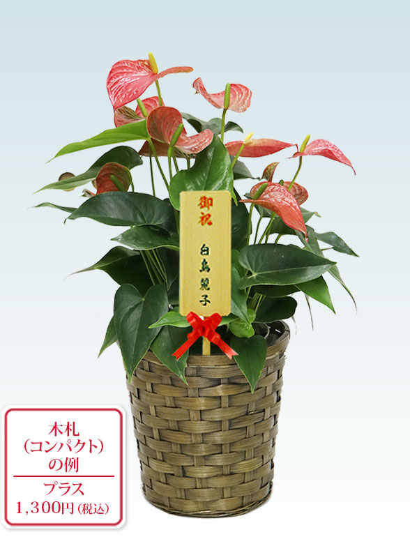 アンスリウム　赤色(籐かご付、ダークブラウン色)１０