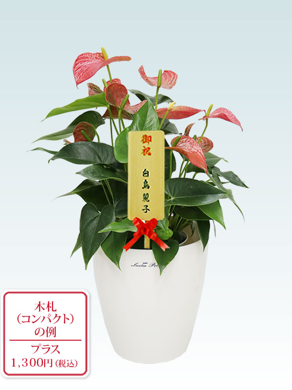 アンスリウム　赤色(ラスターポット付)10