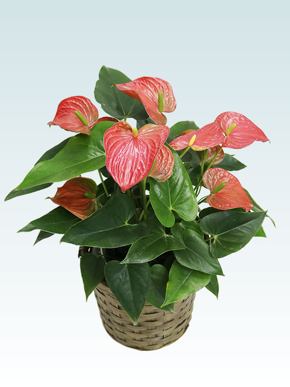 アンスリウム　赤色(籐かご付、ダークブラウン色)１１