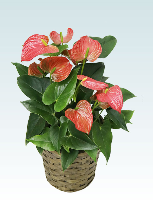アンスリウム　赤色(籐かご付、ダークブラウン色)１２