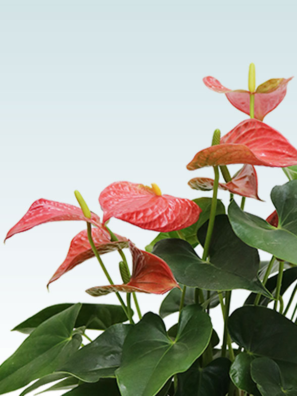 アンスリウム　赤色(ラスターポット付)17