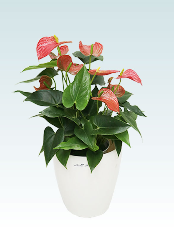 アンスリウム　赤色(ラスターポット付)19