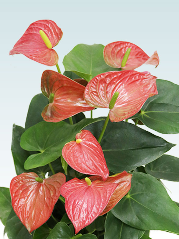 アンスリウム　赤色(ラスターポット付)20