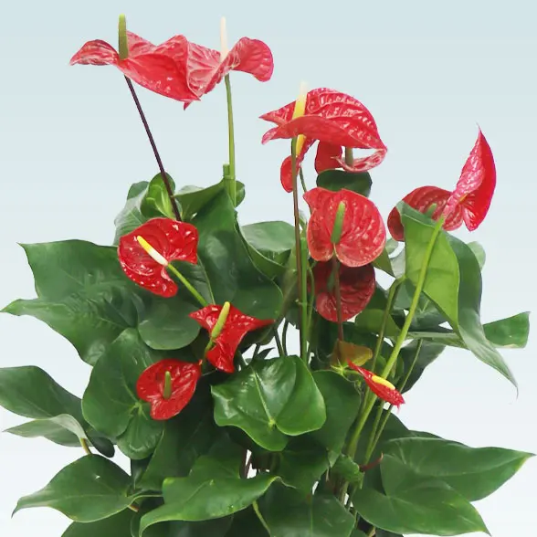 アンスリウム　赤色(籐かご付、ダークブラウン色)　Ｍサイズ２