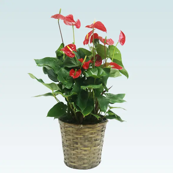 アンスリウム　赤色(籐かご付、ダークブラウン色)　Ｍサイズ３