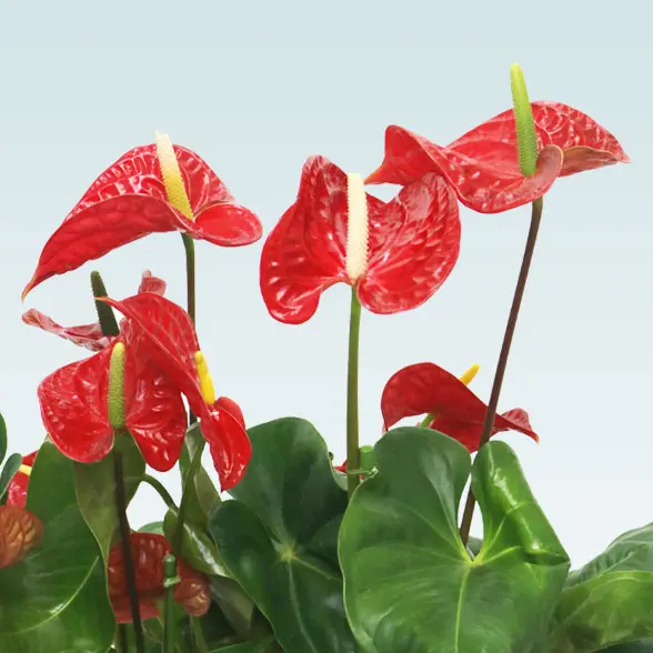 アンスリウム　赤色(籐かご付、ダークブラウン色)　Ｍサイズ７