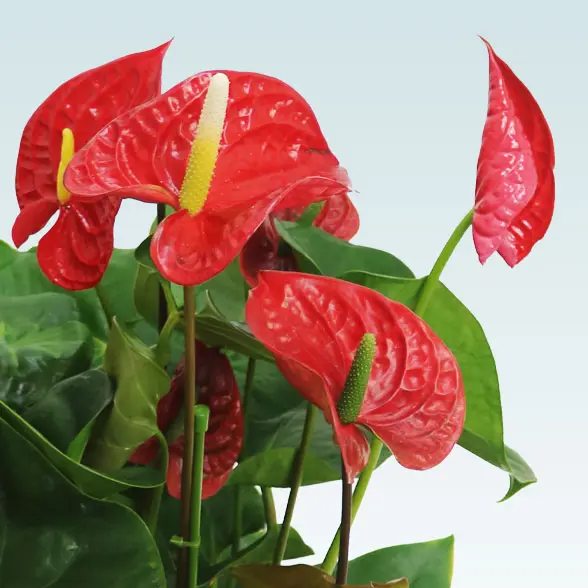 アンスリウム　赤色(籐かご付、ダークブラウン色)　Ｍサイズ８