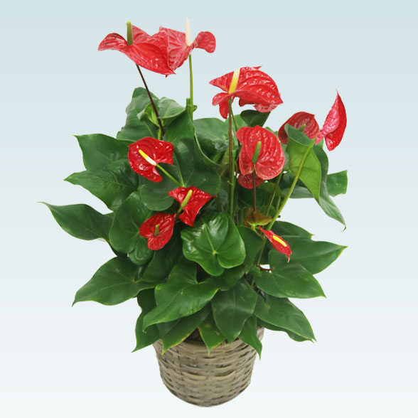 アンスリウム　赤色(籐かご付、ダークブラウン色)　Ｍサイズ１１