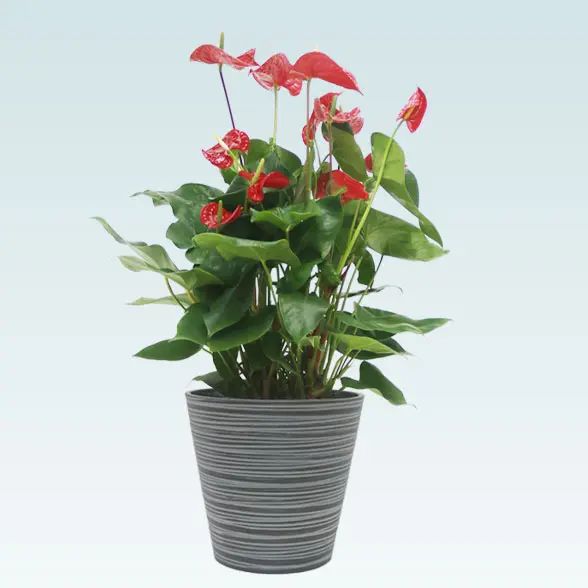 アンスリウム　赤色(エコフレンドリーポット付)　Ｍサイズ