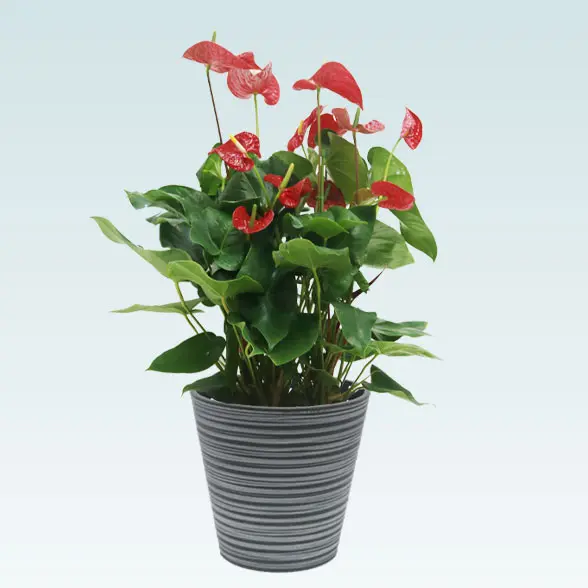 アンスリウム　赤色(エコフレンドリーポット付)　Ｍサイズ 左から