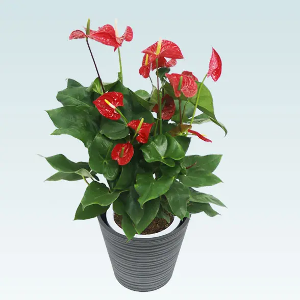 アンスリウム　赤色(エコフレンドリーポット付)　Ｍサイズ　左上から