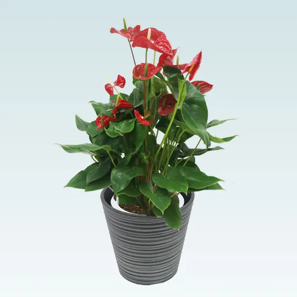 アンスリウム　赤色(エコフレンドリーポット付)　Ｍサイズ　右から