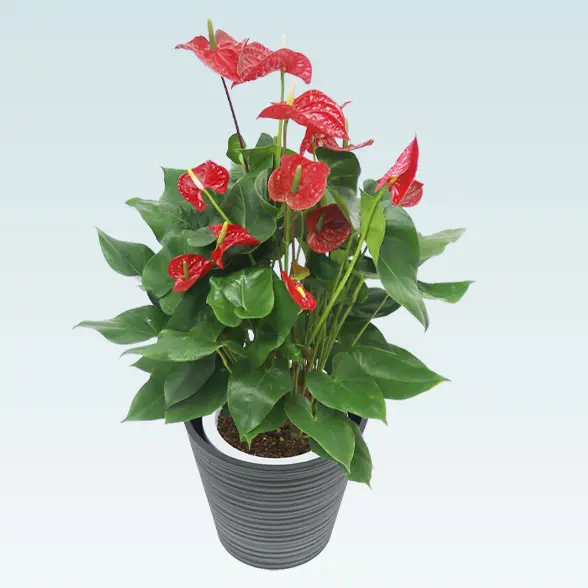 アンスリウム　赤色(エコフレンドリーポット付)　Ｍサイズ　右上から