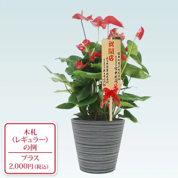 アンスリウム　赤色(エコフレンドリーポット付)　Ｍサイズ　レギュラー札付き